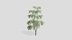 Birch tree