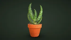 Aloe Plant
