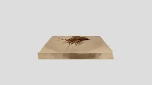 イセエビ_Japanese Spiny Lobster