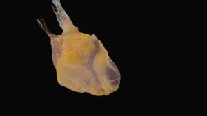 Fresh Human Heart Donation #622