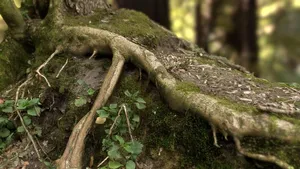 Roots on hill FREE