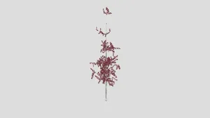 Birch Tree