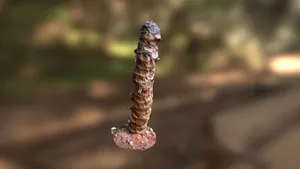 Dead Palm Tree Stump