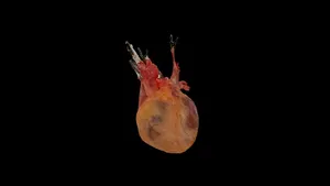 Fresh Human Heart Donation #624