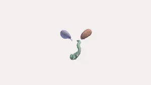 Kidney and Aorta Segmentation