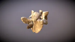 Vertebra w/ embedded point