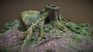Tree stump in a german forest