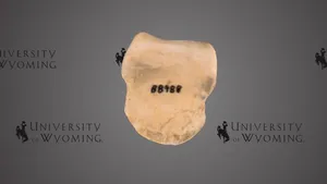 UW 88988, Small Ostrich Toe Bone