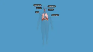 Respiratory_system