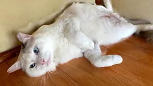 cat