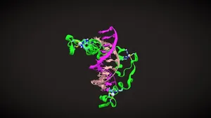 Zinc Finger - DNA Binding