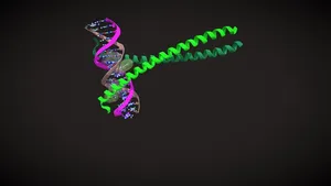DNA - Protein Complex, specific interactions