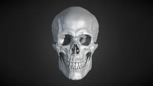 Human Male Skull