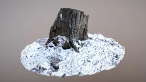 Stump winter 02