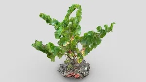 Day 219: Grapevine plant - 1scanaday