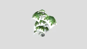 Birch Tree