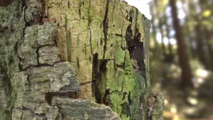 Dead Tree Part FREE