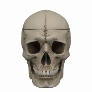 Realistic 3D Human Skull Model with Detailed Bone Texture and Anatomical Sutures