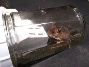 Multi-Mouse Jar Trap (v.3)