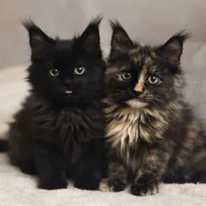 cute cat
