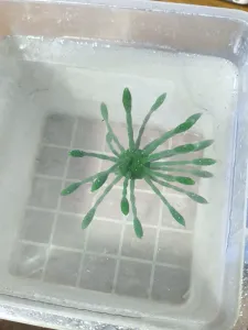 Urchin Flex bait v 8 (5.5"-14 G) 4in
