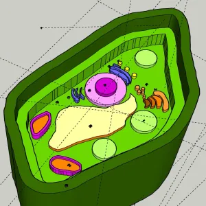 Science Project - Plant Cell Model