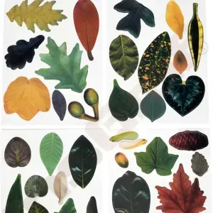 tree leafs