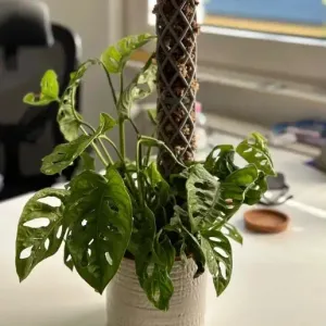 Beautiful Moss pole design, stackable