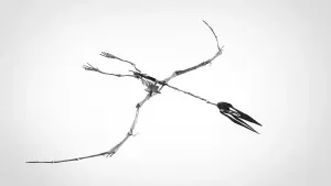 Pterodactyl skeleton