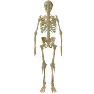 Human Skeleton Anatomy