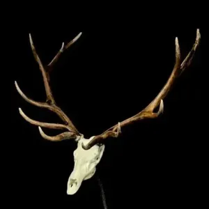Elk skull