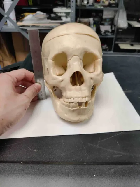 CR-Scan Ferret Scan Samples — Фото 3 из 8