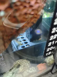 Aquarium filter