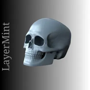 Skull 3D Model | Anatomical Human Skull STL File for 3D