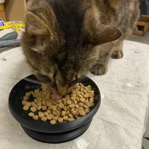 Ant Free Cat Food Bowl with Moat