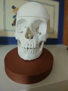 Anatomical Human Skull - Multi-Part Print with Base