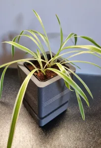 Modern Square Planter with Inner Pot