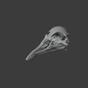 Weka Skull