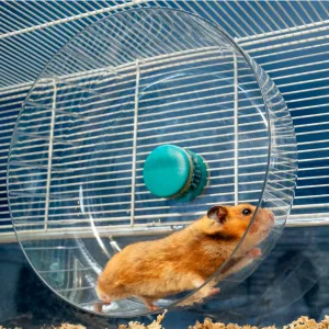 hamster house