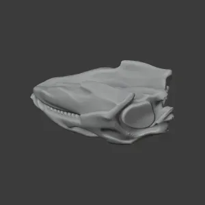 Diadectes Skull