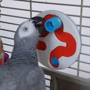 parrot foreaging maze and its accessories