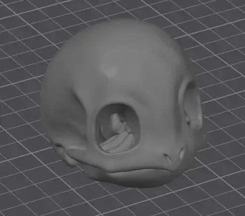 Squirtle Realistic Skull - Bone Series — Image 2 of 2