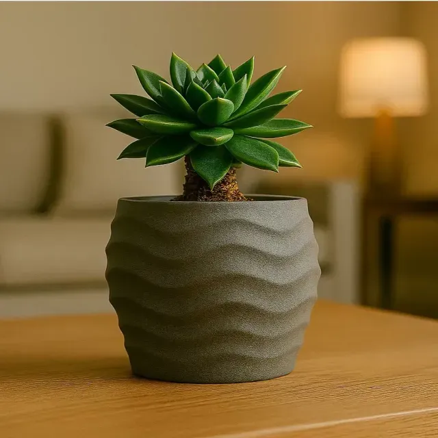 Maceta cactus - suculentas