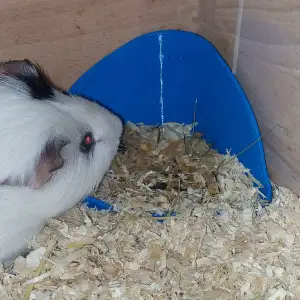 Small Pet Corner Toilet – for Rabbits, Guinea Pigs & more 🐹