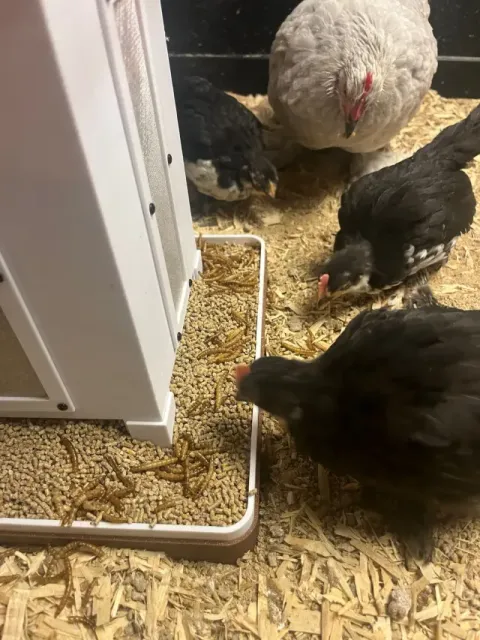 Feeding place for chicks — Image 5 of 9