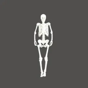 full scale 1.7m skeleton