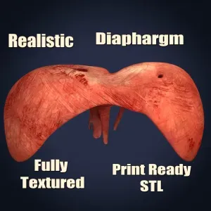 Realistic Human Diaphragm Anatomy 3D Printable Model