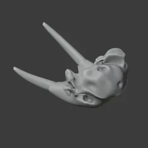 Pacific Walrus Skull