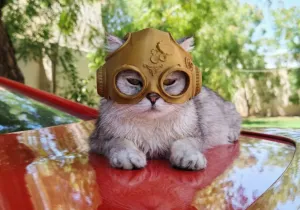 Cat Helmet / Mask