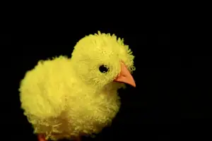 TPU Fluffy Chick